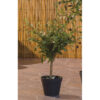 DECORATIVE OLIVE IN VASE ASSORTED 16XH60CM