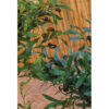 DECORATIVE OLIVE IN VASE ASSORTED 16XH60CM - Image 2