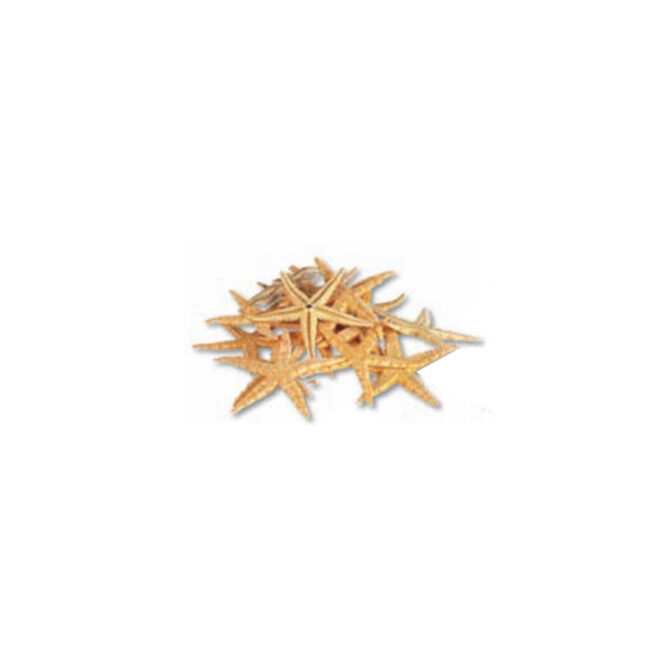 STARFISH SMALL NATURAL 100PCS