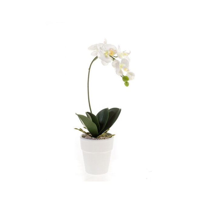 PHALAENOPSIS BUSH WHITE 40CM IN WHITE POT 10CM