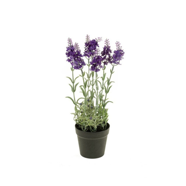 LAVENDER BUSH BLUE 28CM IN PLASTIC POT 9CM