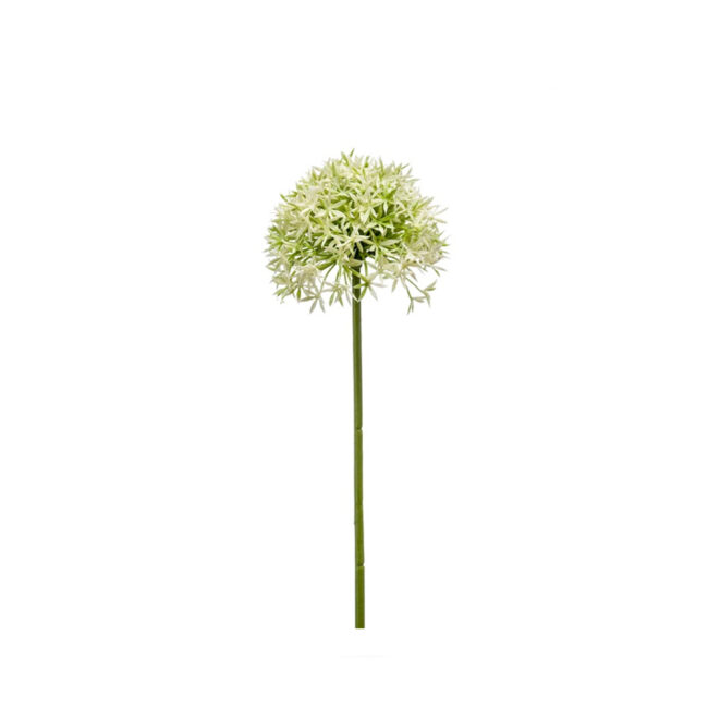 ALLIUM SPRAY CREAM & GREEN 62CM