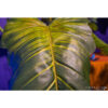 COLOCASIA TREE 160CM - Image 2