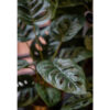 MONSTERA MONKEY BUSH IN POT 43CM - Image 2