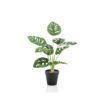 MONSTERA MONKEY BUSH IN POT 43CM