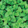 NATURAL FLAVOR PEPPERMINT 25GR - Image 2