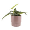 PLANTER RIBBED MEDIUM MATT DUSTY PINK D13X13.5CM - Image 2
