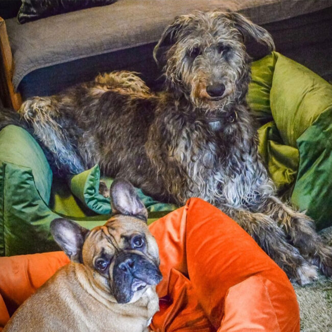 DOG SOFA ORTHOPEDIC GREY 120X80CM - Image 4