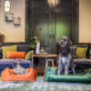 DOG ORTHOPEDIC SOFA GREY 100X70CM - Image 3