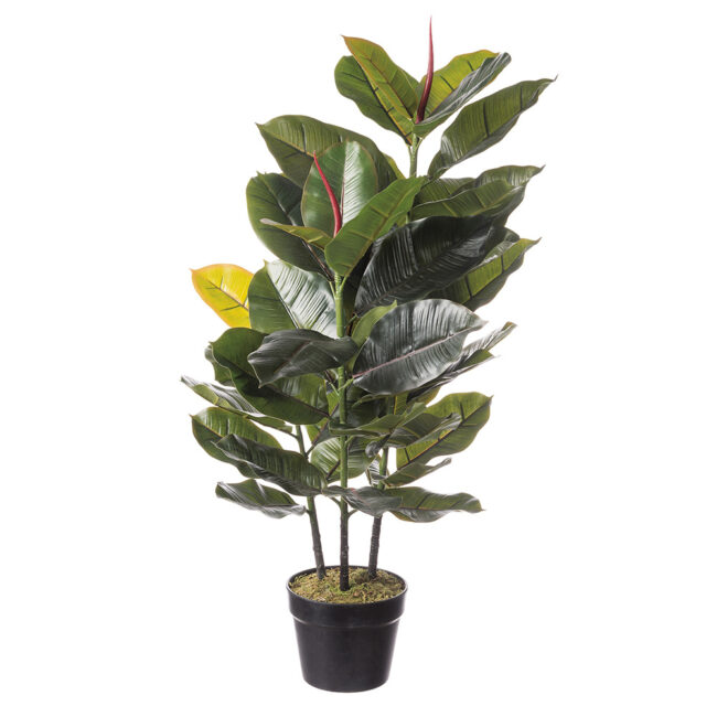 FICUS PLANT IN POT 15X85CM