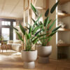 HELICONIA (26 LEAVES) 175CM - Image 2