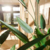 HELICONIA (26 LEAVES) 175CM - Image 3