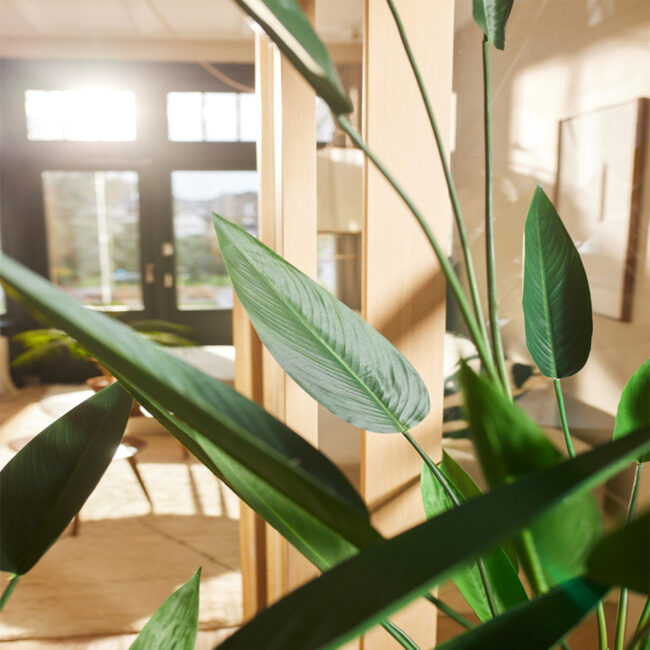HELICONIA (26 LEAVES) 175CM - Image 3