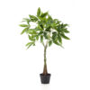 PACHIRA TREE 90CM