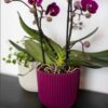 PLANTER BALL GROOVE BEIGE 9X8CM - Image 3