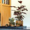 PLANTER BALL GROOVE BLACK & GOLD 8X7CM - Image 4