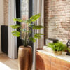 MONSTERA PLANT WITH 14 LEAVES 95CM - Image 2