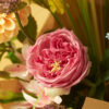 ROSE JENNY SPRAY OLD PINK 60CM - Image 2