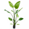STRELIZIA GREEN 150CM