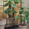 ALOCASIA GREEN 170CM - Image 2