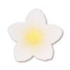 SUGAR GEL CROCUS 6CLRS