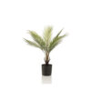 CHAMAEDOREA PALM 50CM