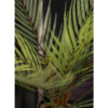 CHAMAEDOREA PALM 50CM - Image 2