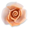 SUGAR SHADED ROSES APRICOT/WHITE - Image 2