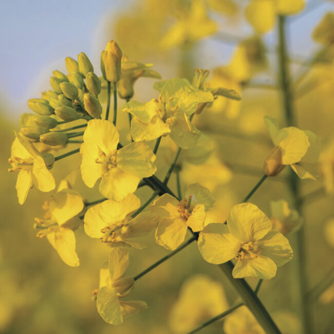 RAPESEED WAX BAG 1000G - Image 3