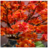 CHERRY BLOSSOM SPRAY HOT PINK 120CM - Image 3