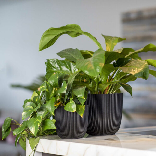 PLANTER BALL GROOVE TEXTILE BLACK - Image 3