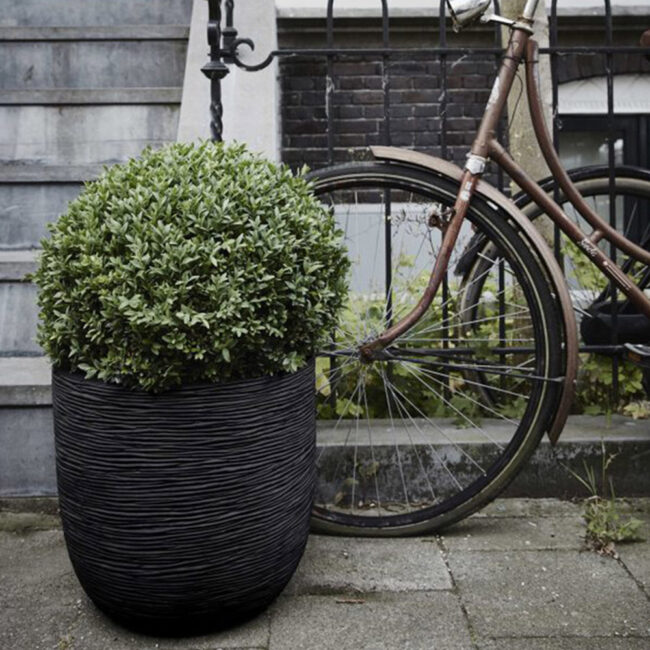 PLANTER BALL RIB NL BLACK - Image 3