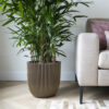 PLANTER BALL GROOVE NL BLACK GOLD - Image 2