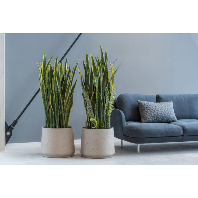 PATT GREY WASHED - Image 3