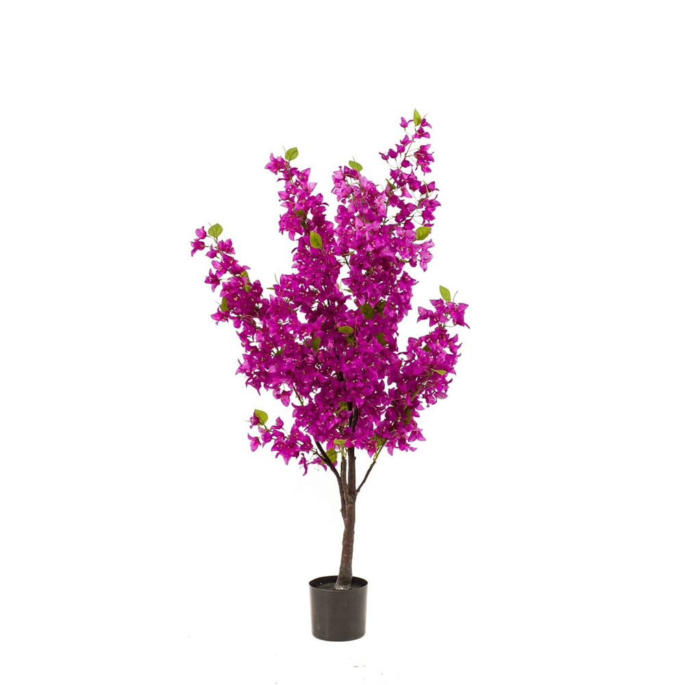 BOUGAINVILLEA TREE PURPLE 145CM