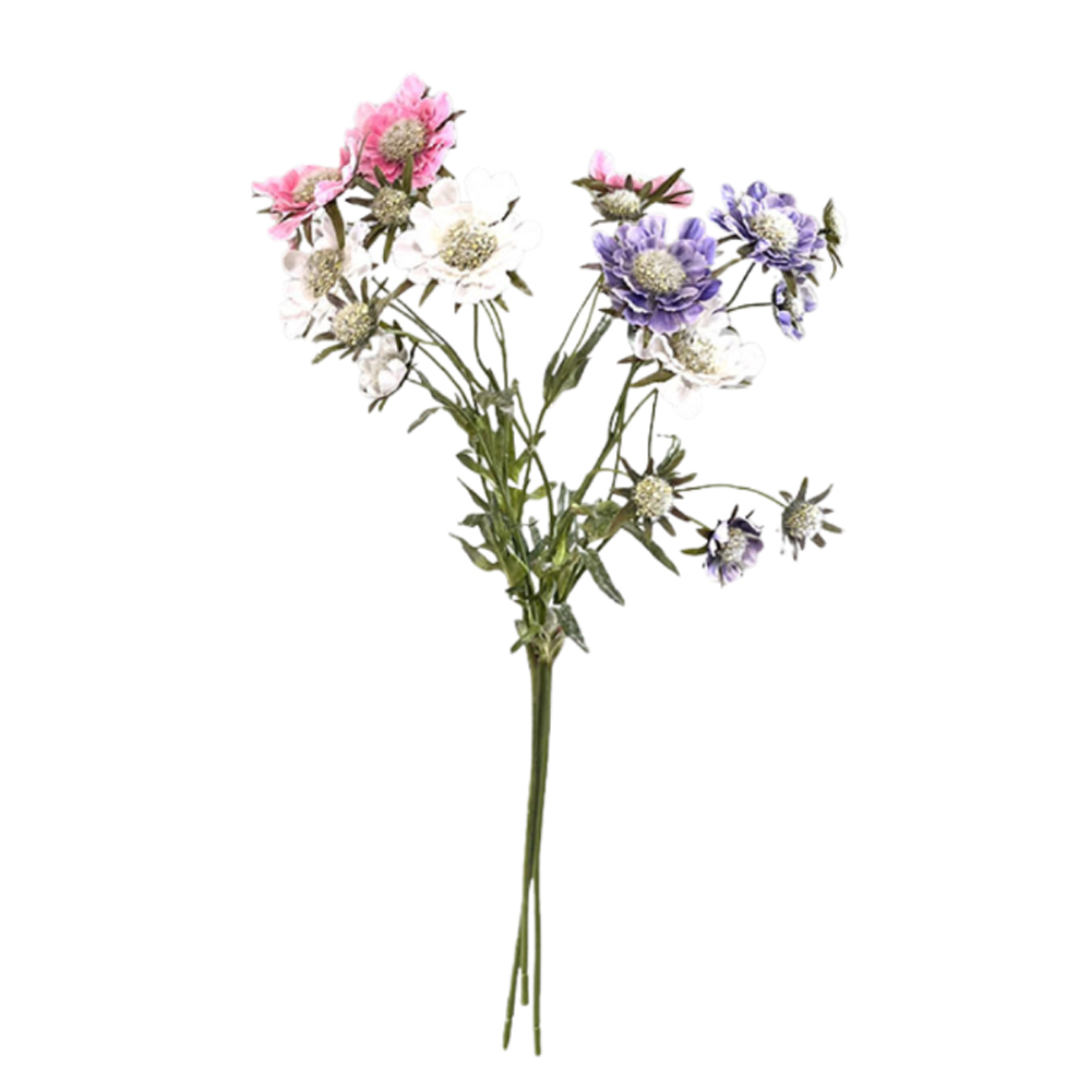 SORTMENT OF SCABIOSA SPRING 65CM