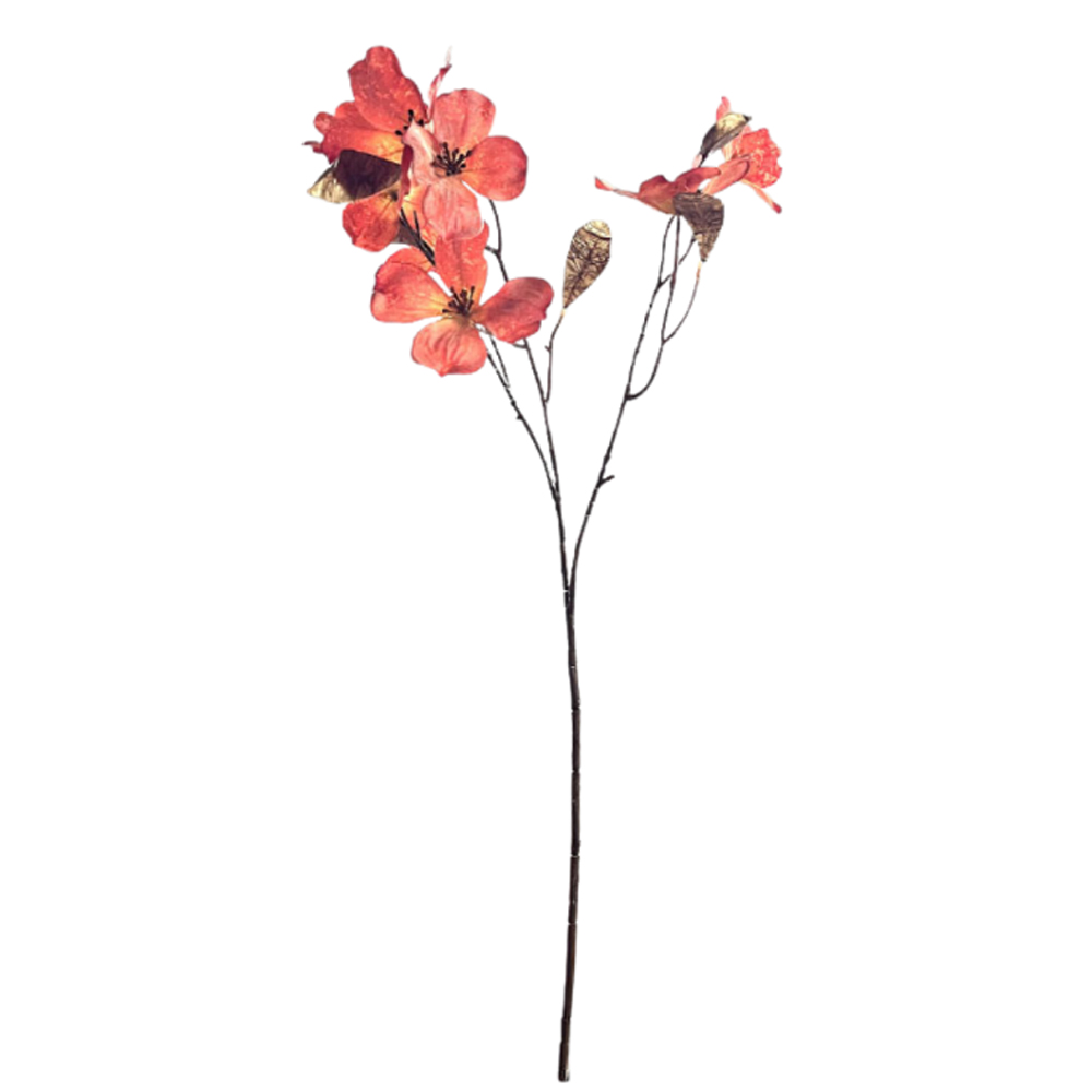 CORNUS KOUSA ANT. PINK 75CM