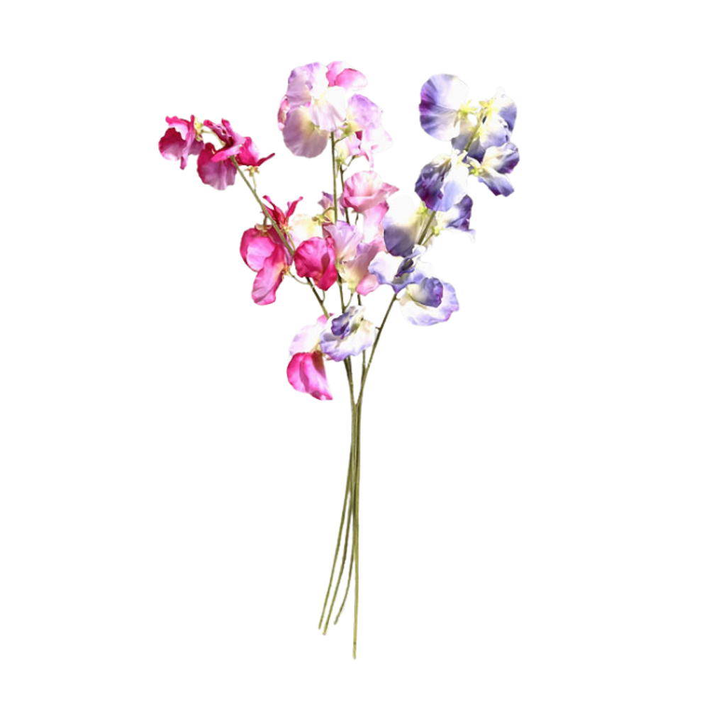 LATHYRUS SPRING 2026 58CM
