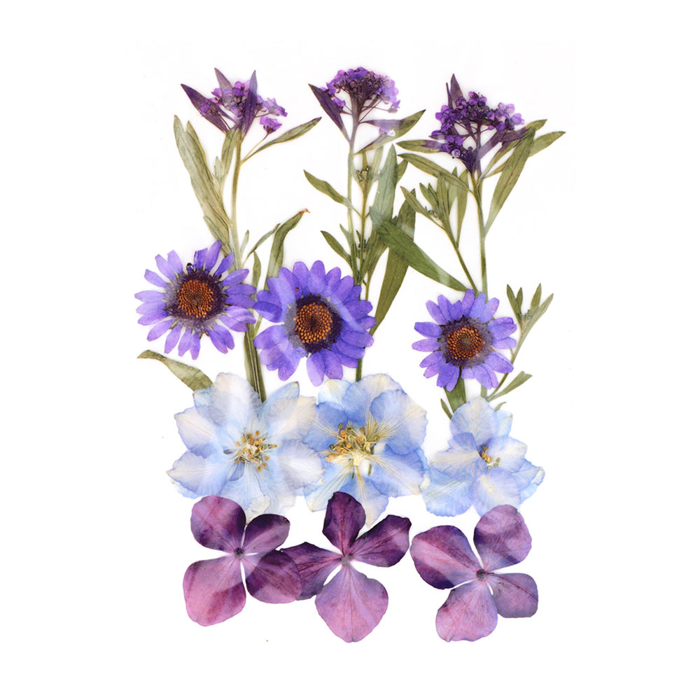 PRESSED FLOWERS DRIED PURPLE 14.5X10.5CM 12PCS