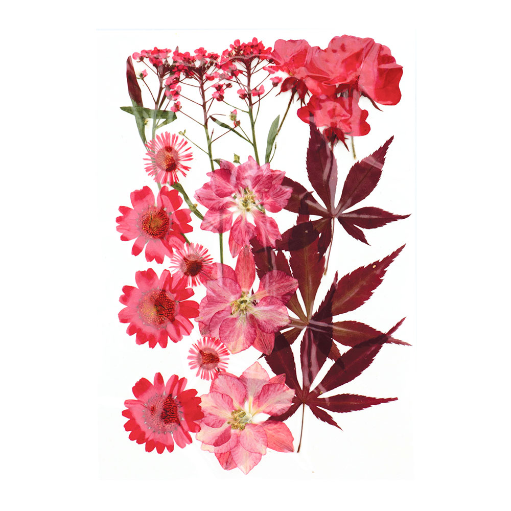 PRESSED FLOWERS DRIED RED 14.5X10.5CM 18PCS