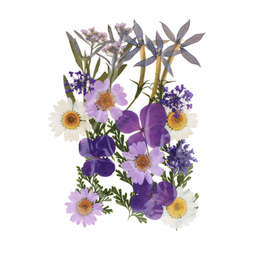 PRESSED FLOWERS DRIED PURPLE 14.5X10.5CM 21PCS