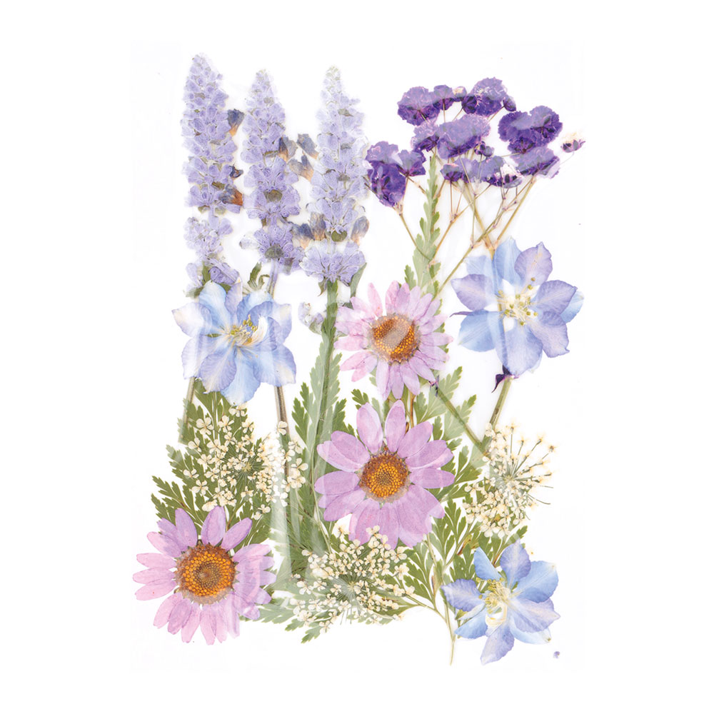 PRESSED FLOWERS DRIED LEVENDER 14.5X10.5CM 18PCS