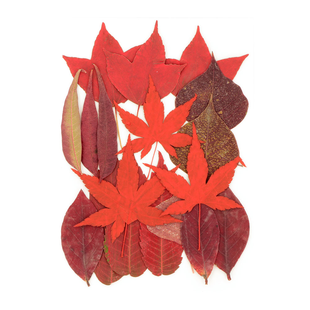 PRESSED FLOWERS RED LEAVES 14.5X10.5CM 18PCS