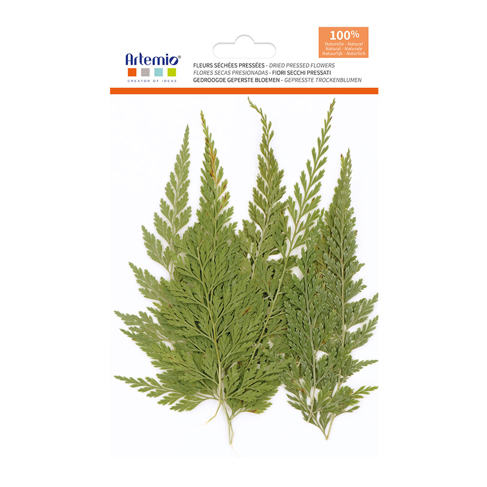 PRESSED FLOWERS FERN 14.5X10.5CM 12PCS - Image 2