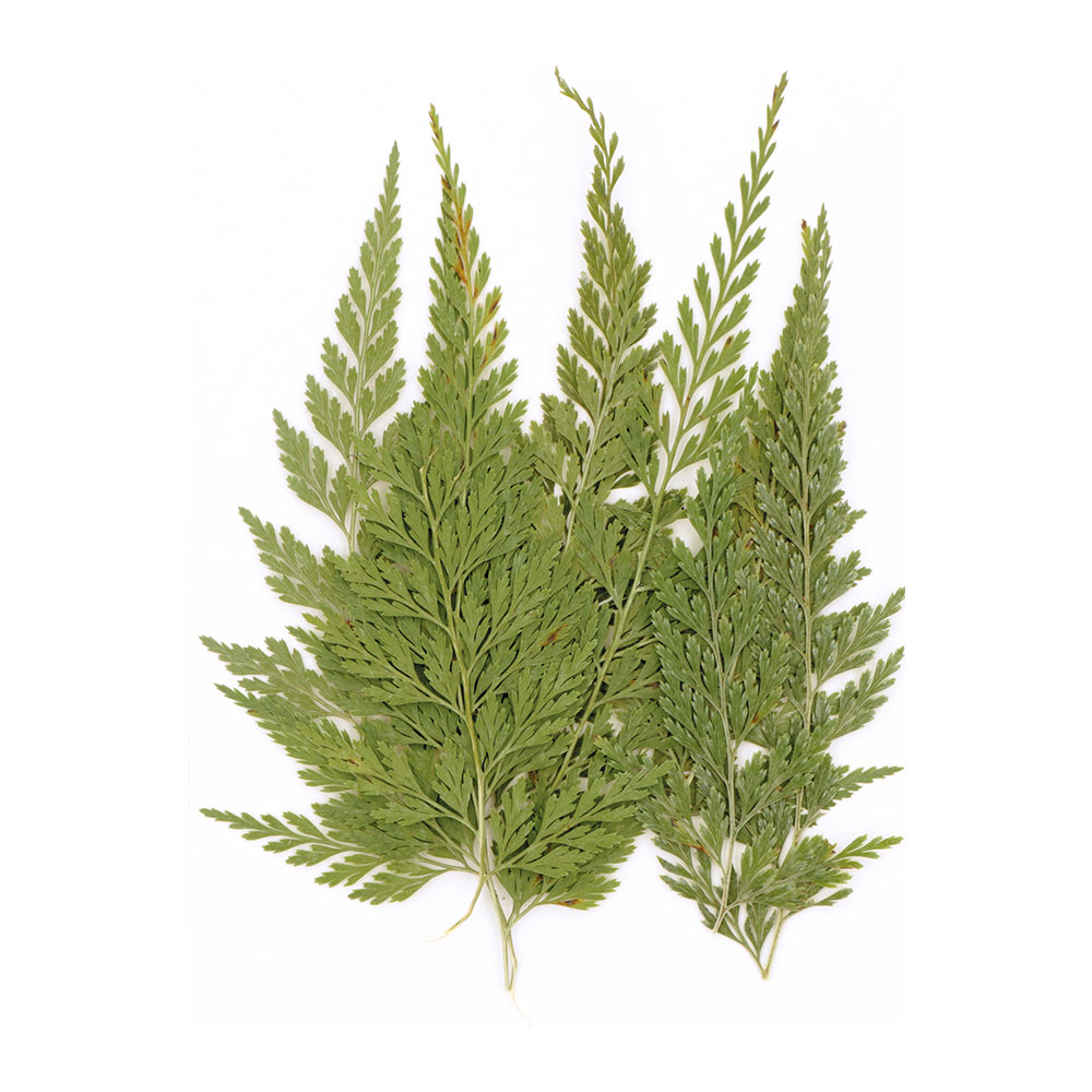 PRESSED FLOWERS FERN 14.5X10.5CM 12PCS