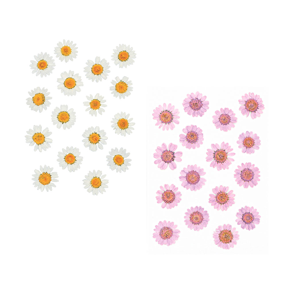 PRESSED FLOWERS DAISIES 14.5X10.5CM 16PCS