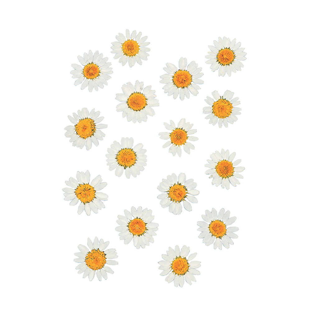 PRESSED FLOWERS DAISIES 14.5X10.5CM 16PCS - Image 2