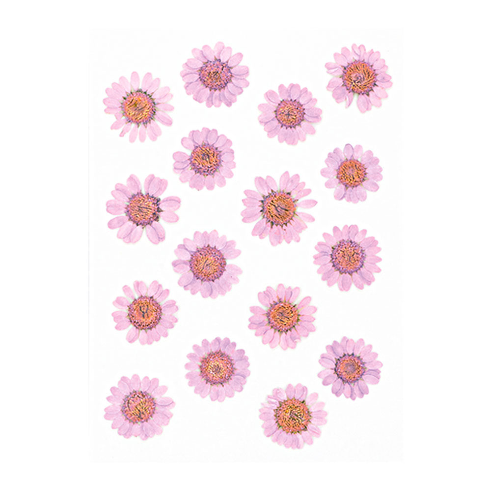 PRESSED FLOWERS DAISIES 14.5X10.5CM 16PCS - Image 3